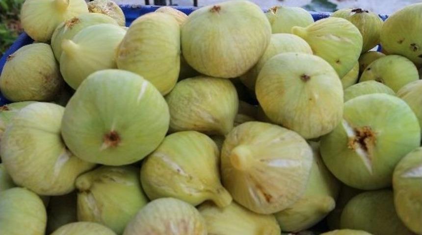 Mut&rsquo;ta İncir &Uuml;reticinin Y&uuml;z&uuml;n&uuml; G&uuml;ld&uuml;rd&uuml;