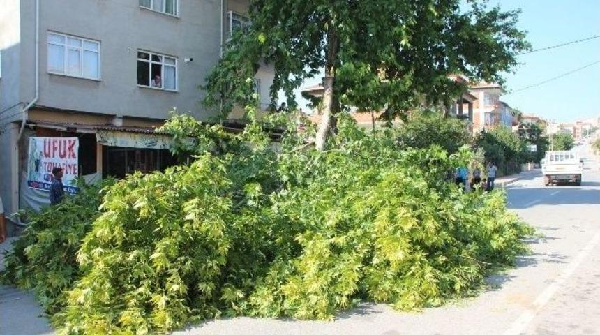 Bilecik&rsquo;te Otomobilin &Uuml;st&uuml;ne Ağa&ccedil; Dalı Devrildi