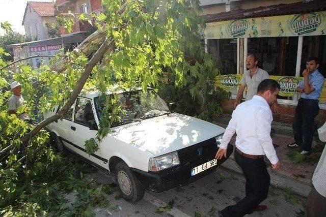 Bilecik’te Otomobilin Üstüne Ağaç Dalı Devrildi