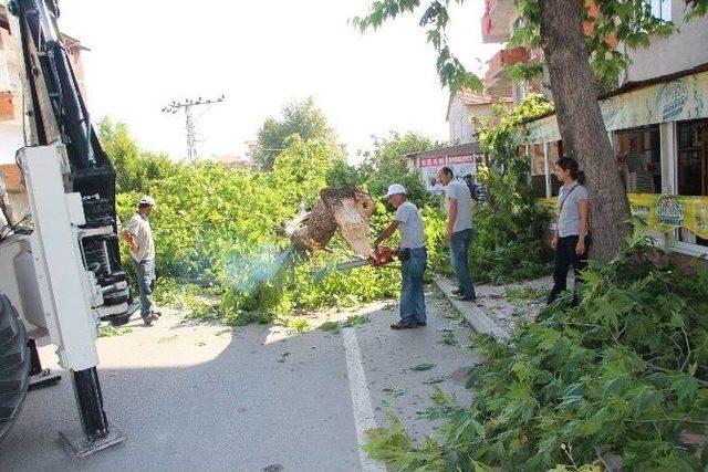 Bilecik’te Otomobilin Üstüne Ağaç Dalı Devrildi