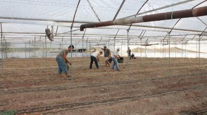 Üretici Yeniden Açılan Rus Pazarı’ndan Ümitli