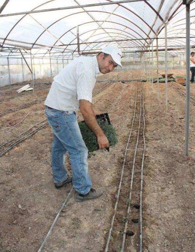 Üretici Yeniden Açılan Rus Pazarı’ndan Ümitli