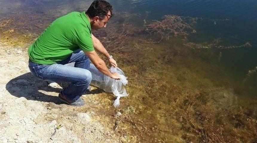 &Ccedil;anakkale&rsquo;de G&ouml;letlere Balık Salındı