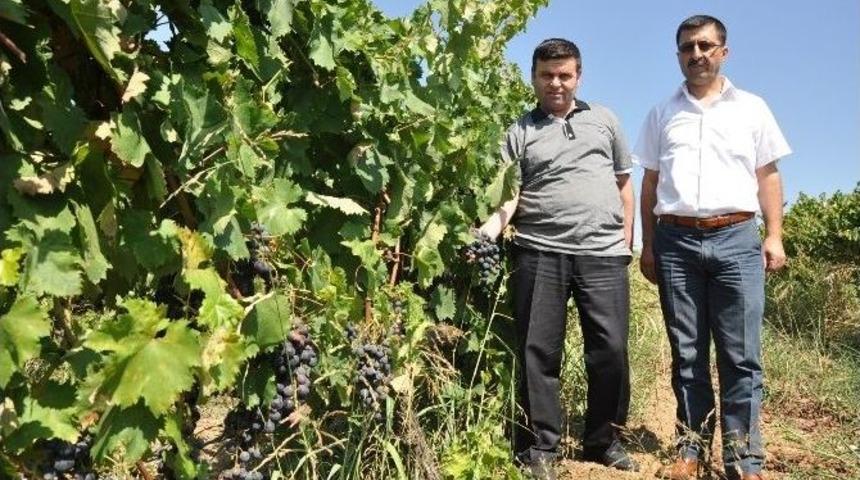 İneg&ouml;l&rsquo;&uuml;n Meyvecilikte Y&uuml;z&uuml; G&uuml;ld&uuml;