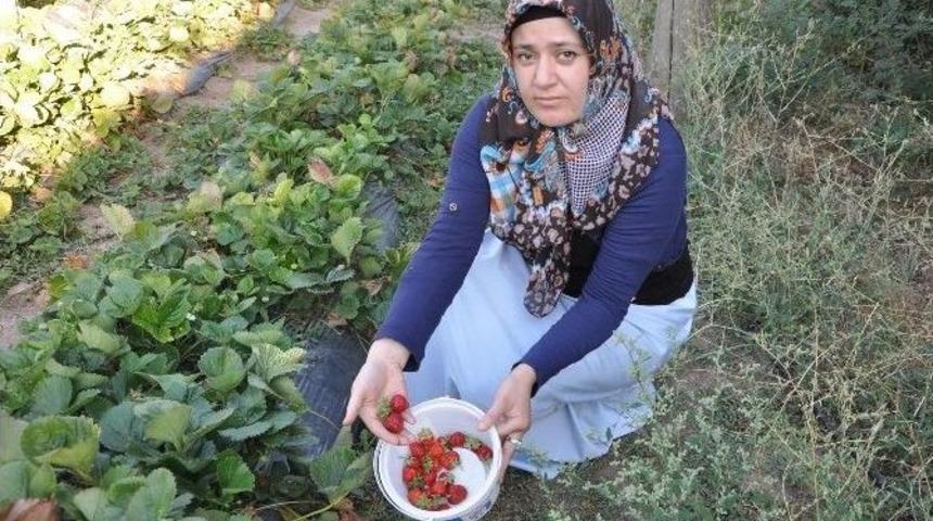 Yozgat&rsquo;ta Ağustos Ayında Organik &Ccedil;ilek &Uuml;retimi Yapılyor