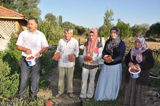 Yozgat’ta Ağustos Ayında Organik Çilek Üretimi Yapılyor