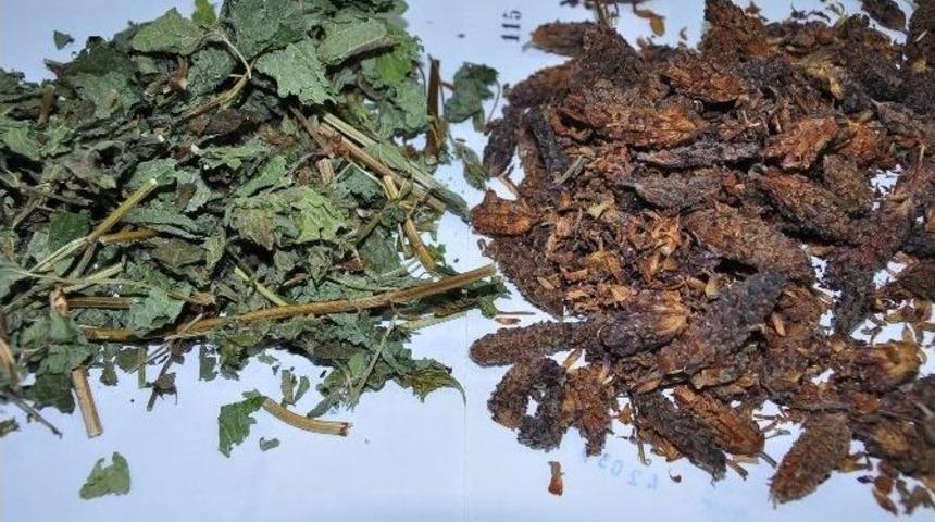 Melisa Ve Karabaş Otunun Faydaları Saymakla Bitmiyor