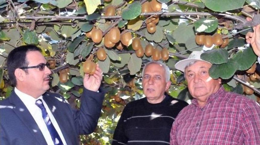 T&uuml;rkiye&rsquo;nin Kivi İhtiyacının Y&uuml;zde 45&rsquo;ini Yalova Karşılıyor