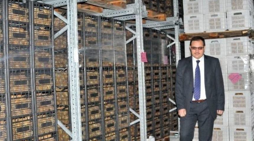 Yalova, 20 Bin Ton Kivi Rekoltesi Hedefliyor
