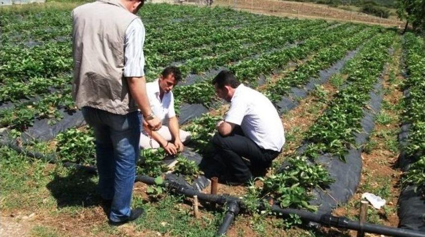 B&uuml;y&uuml;kşehir&rsquo;den Bin Adet Hindi Ve 75 Bin &Ccedil;ilek Dağıtımı