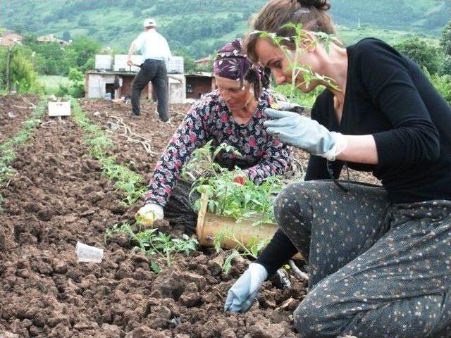 Büyükşehir’den Bin Adet Hindi Ve 75 Bin Çilek Dağıtımı