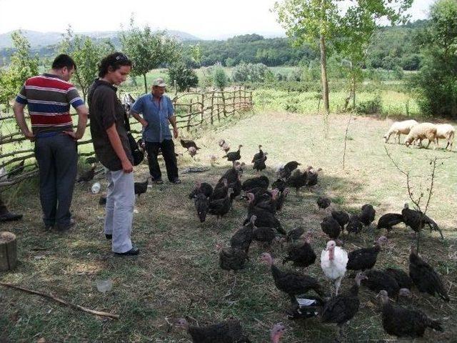 Büyükşehir’den Bin Adet Hindi Ve 75 Bin Çilek Dağıtımı