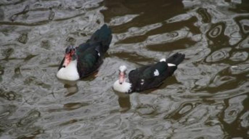 Samsun&rsquo;da Av Sezonu A&ccedil;ıldı