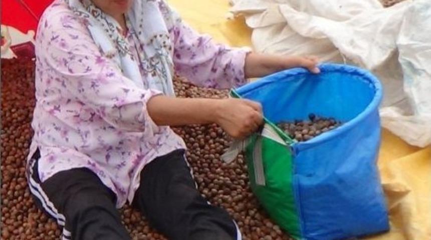 Ulusal Fındık Konseyi&rsquo;ne Giresun Ziraat Odası&rsquo;ndan Cevap