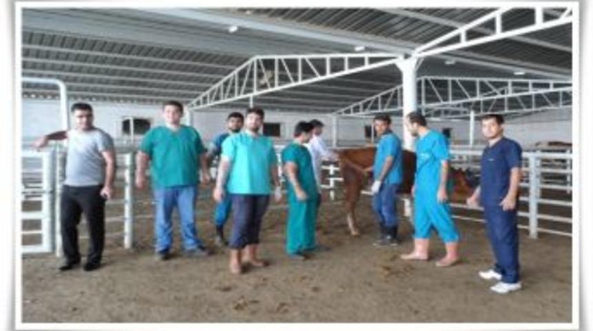 Veteriner Hekimler Odasından Suni Tohumlama Kursu