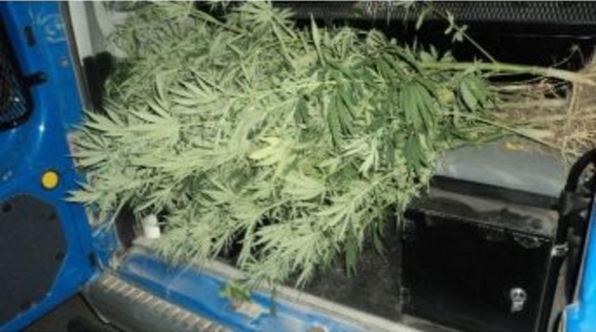 Beyşehir&rsquo;de Sazlıklar Arasında Kenevir Ele Ge&ccedil;irildi