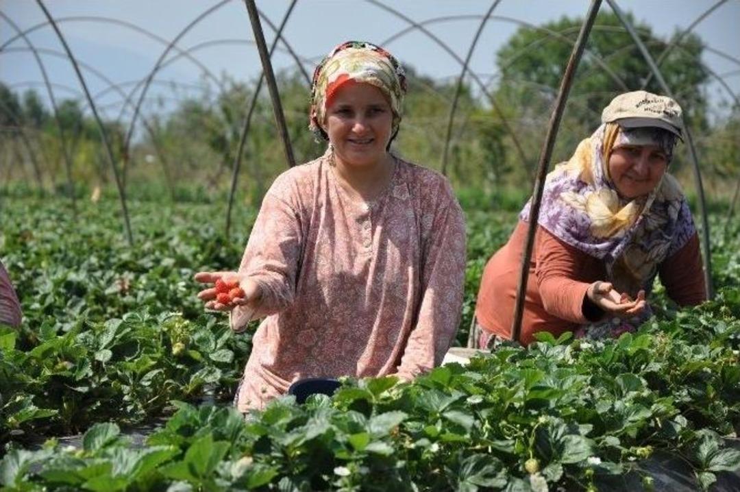 (&ouml;zel Haber) Kurşunlu, &Ccedil;ilek &Uuml;retiminde T&uuml;rkiye&rsquo;ye Adını Duyurdu