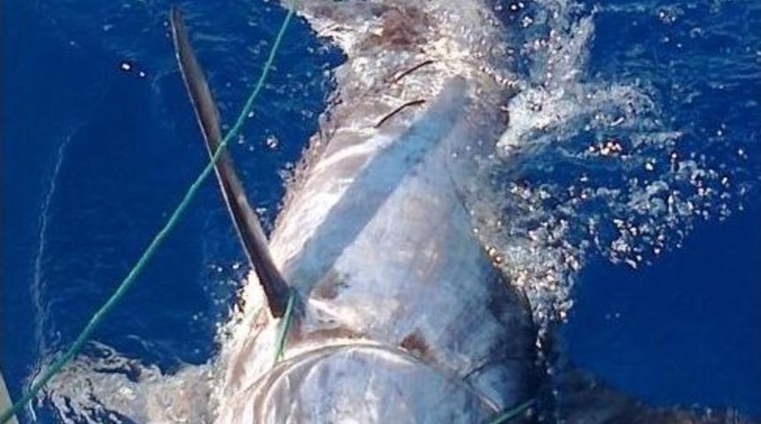 Oltayla Yakaladığı 100 Kiloluk Kılı&ccedil; Balığını 3 Bin 500 Tl&rsquo;ye Sattı