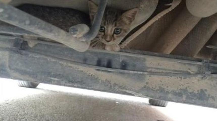 Yaramaz Kedi Belediye &Ccedil;alışanlarını 30 Dakika Uğraştırdı