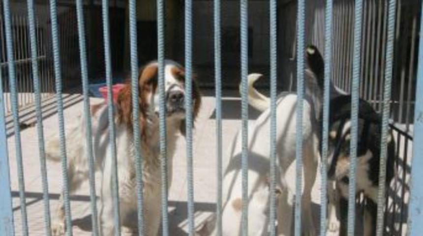 Sokak K&ouml;pekleri Barınağa G&ouml;t&uuml;r&uuml;ld&uuml;