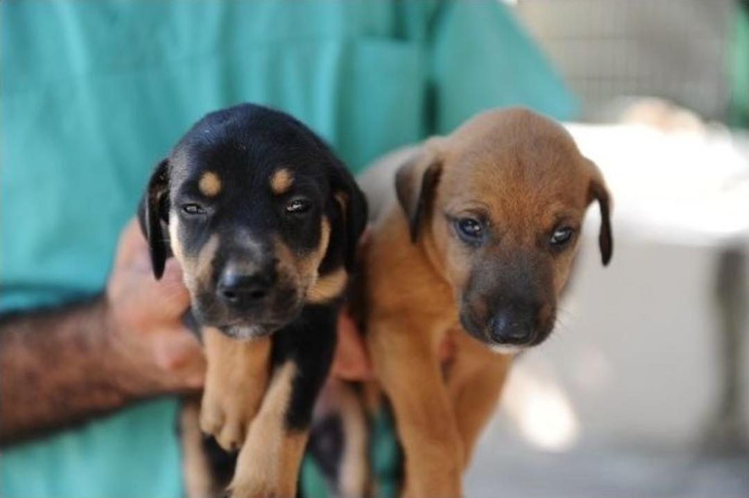 Karşıyaka&rsquo;da Can Dostlara Sağlık Taraması
