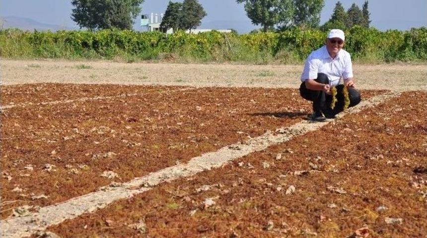 Sultaniye &Uuml;z&uuml;mler Sergiye &Ccedil;ıktı