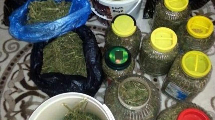 Bonzai Turşu Bidonuna Girdi