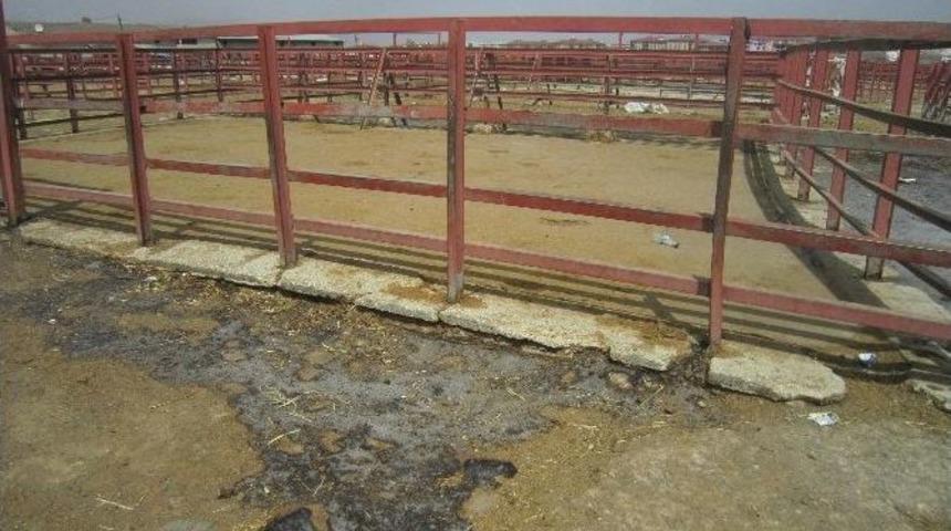 Erzurum&rsquo;da Afrika Hastalığı İle M&uuml;cadele