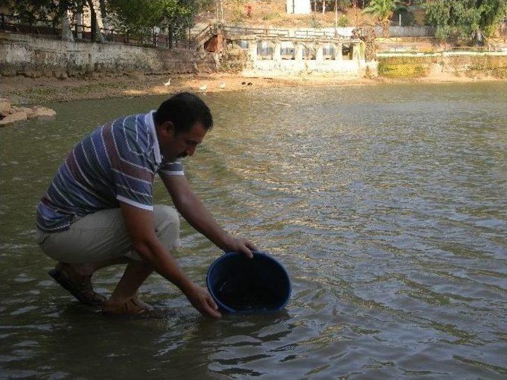Hatay’da Göletlere 110 Bin Adet Sazan Balığı Yavrusu Bırakıldı