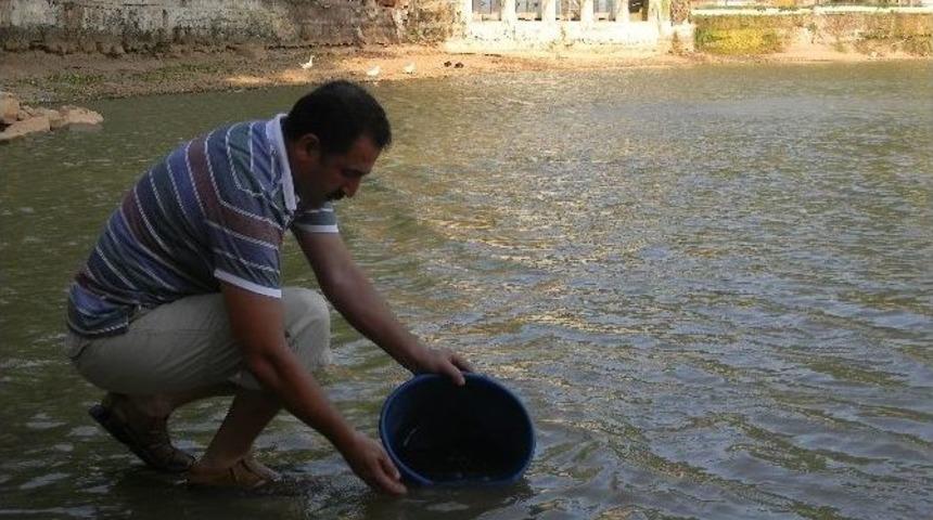 Hatay&rsquo;da G&ouml;letlere 110 Bin Adet Sazan Balığı Yavrusu Bırakıldı