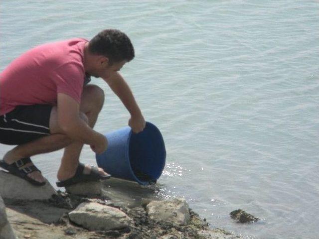 Hatay’da Göletlere 110 Bin Adet Sazan Balığı Yavrusu Bırakıldı