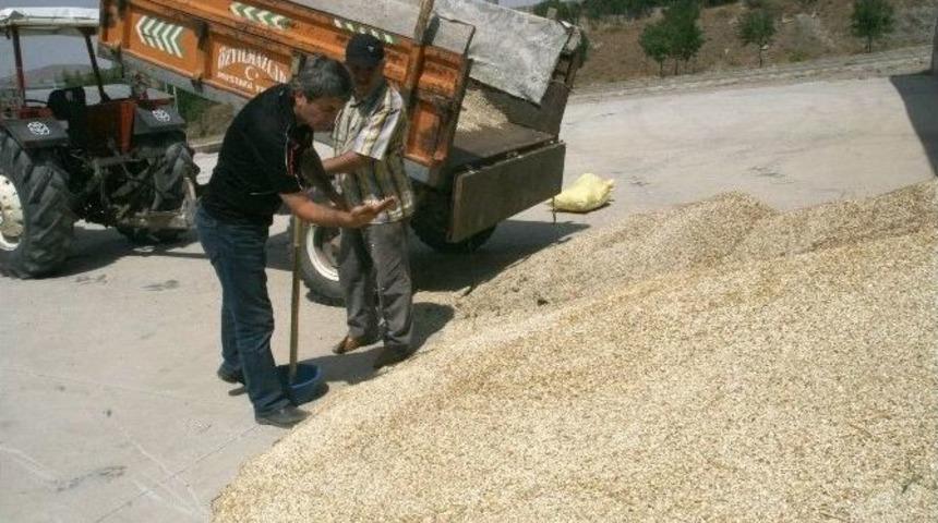 Yozgat&rsquo;ta &Ccedil;ift&ccedil;ilerle S&ouml;zleşmeli Aspir Ekimi Yapan Firma Alımlara Başladı