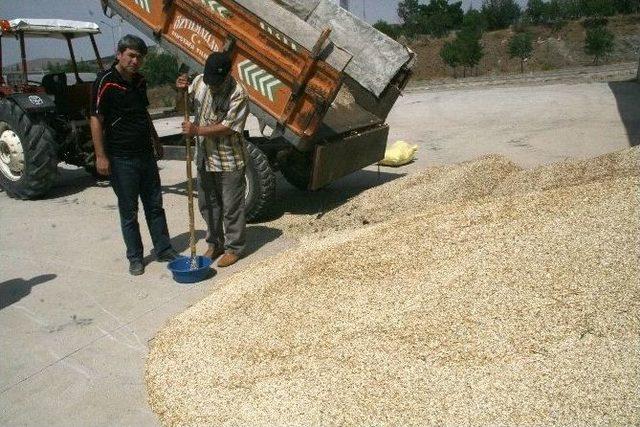 Yozgat’ta Çiftçilerle Sözleşmeli Aspir Ekimi Yapan Firma Alımlara Başladı