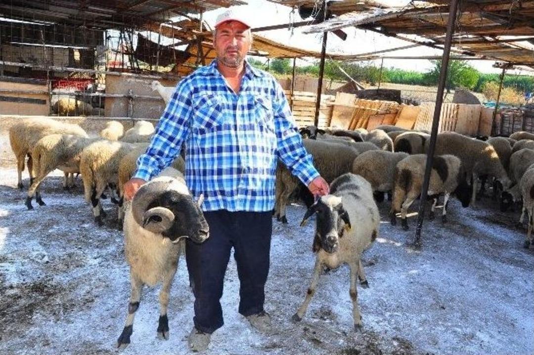 (&ouml;zel Haber) Kurban &Uuml;reticileri Dertli