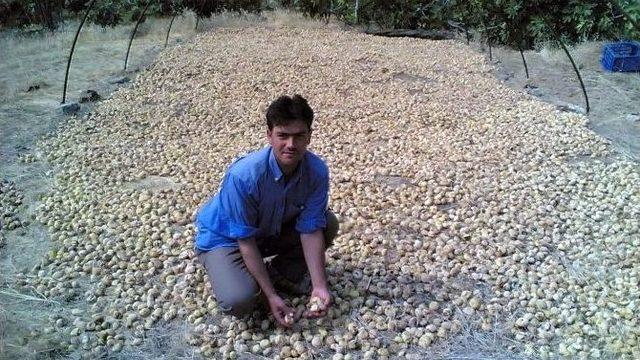 Aflatoksin İnsan Ve Hayvanlarda Toksit Etkiler Oluşturuyor