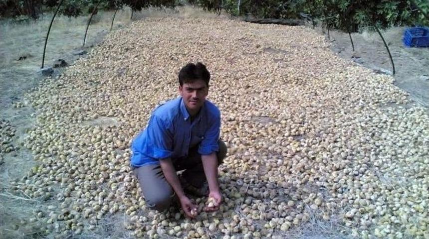 Aflatoksin İnsan Ve Hayvanlarda Toksit Etkiler Oluşturuyor