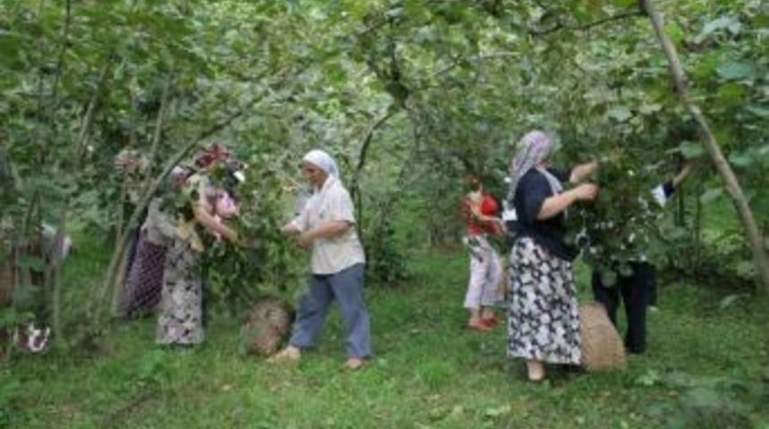 Fındıkta Yaşlanma Tartışması