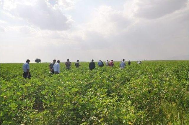Silopi’de Çiftçiler Pamuk Entegre Mücadele Sistemi Hakkında Bilgilendirildi