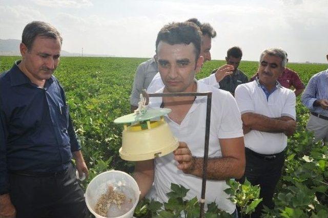 Silopi’de Çiftçiler Pamuk Entegre Mücadele Sistemi Hakkında Bilgilendirildi