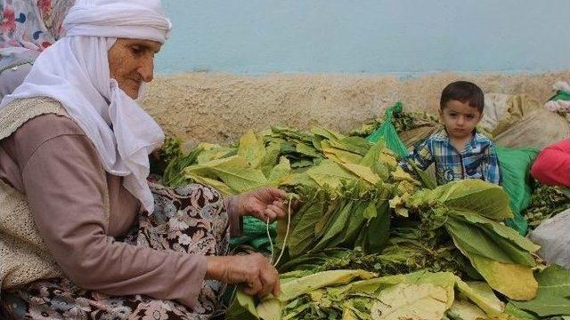 Muş’ta Tütün Kırımı Başladı