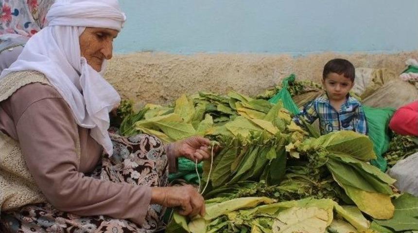 Muş’ta Tütün Kırımı Başladı