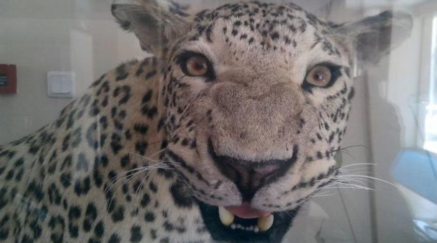 Diyarbakır&rsquo;da &Ouml;ld&uuml;r&uuml;len Leoparın Tahniti Hayran Bıraktı