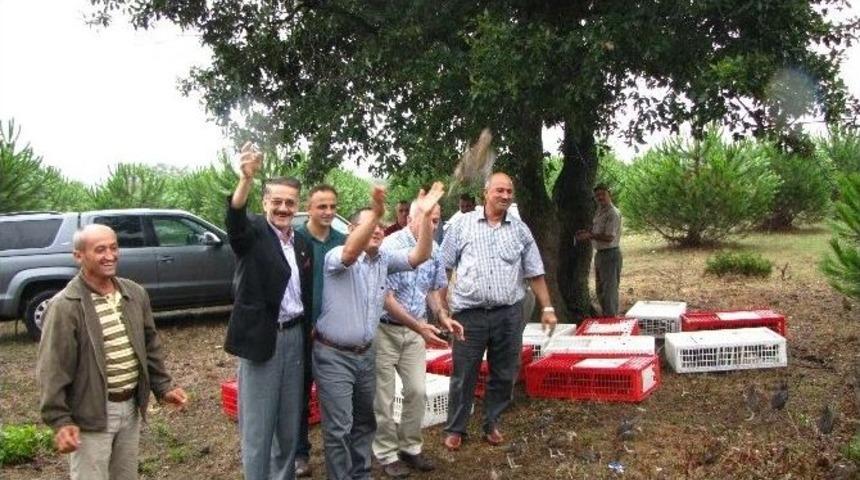 S&uuml;l&uuml;nler Doğaya Salındı