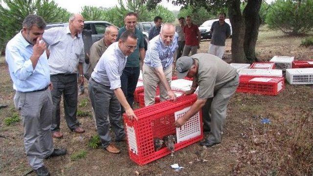 Sülünler Doğaya Salındı