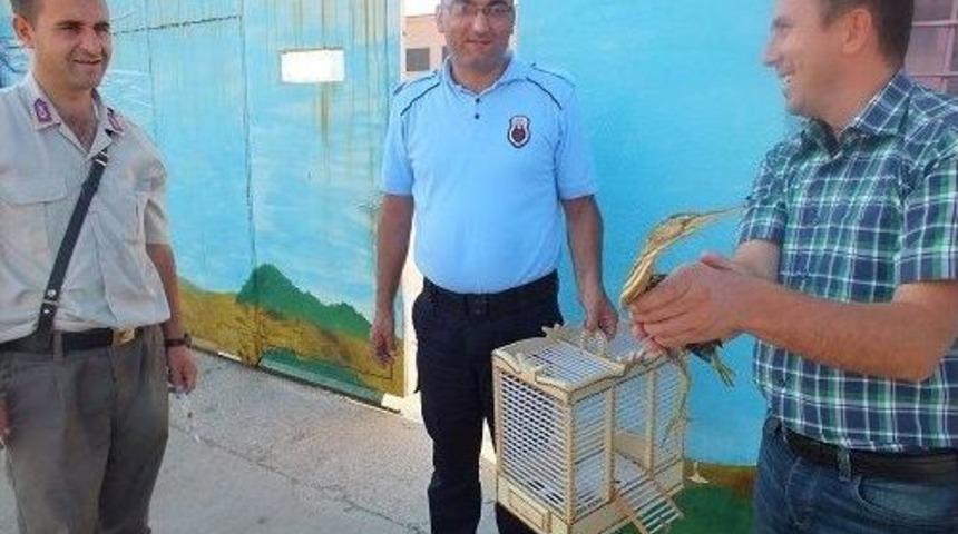 Yavru Balaban Doğaya Salındı