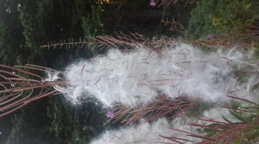 Uludağ&rsquo;da &Ccedil;i&ccedil;ekler Tohumlarını Toprağa Sa&ccedil;maya Başladı