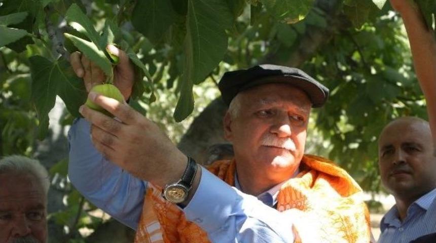 Tzob Genel Başkanı Bayraktar, Aydın&rsquo;da İlk İncir Hasadına Katıldı