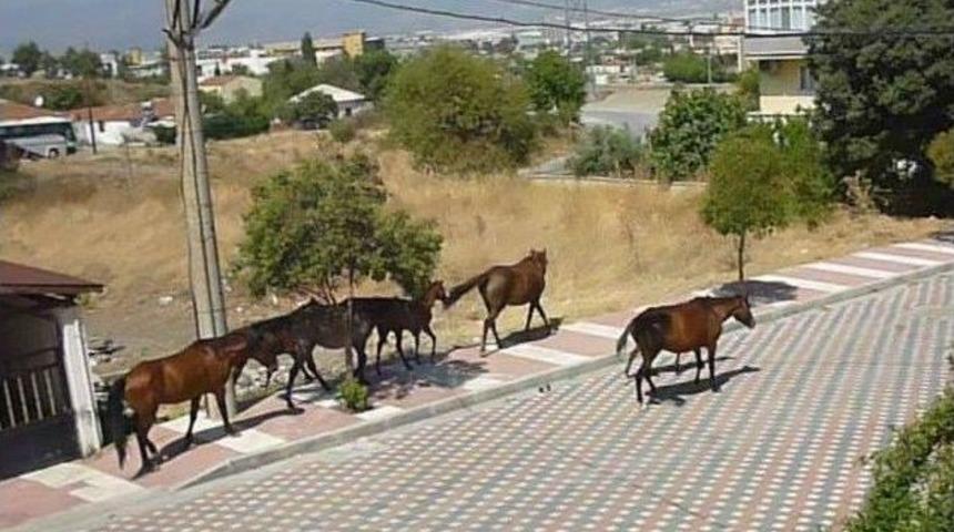 Sıcaklar Yılkı Atlarını Mahalleye İndirdi