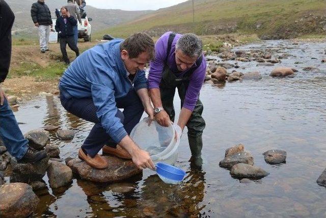 Ordu’nun Derelerine 16 Bin Alabalık Yavrusu Salındı