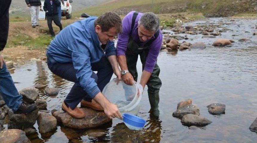 Ordu&rsquo;nun Derelerine 16 Bin Alabalık Yavrusu Salındı